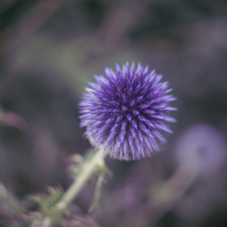 Globe Thistle