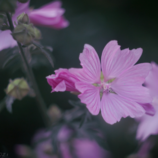 Pink Mallow