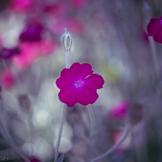 Rose Campion