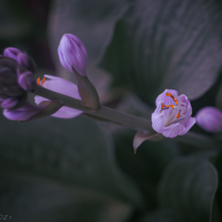 Hosta flower