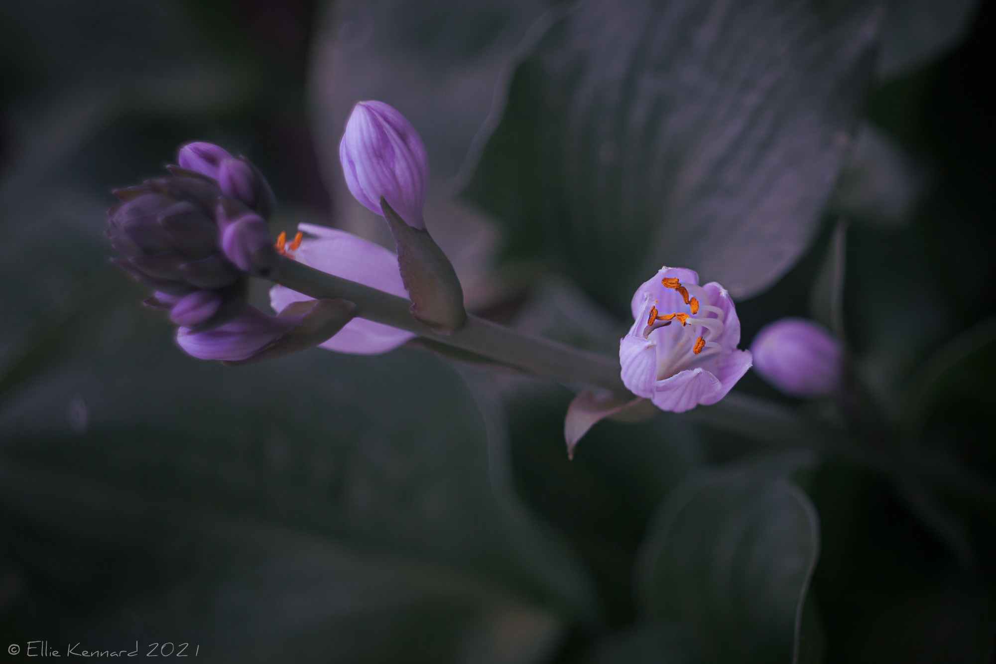 Hosta flower