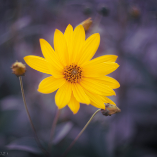 False Sunflower