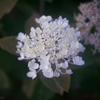 Hydrangea