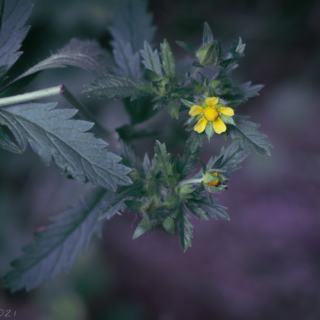 Hoary Cinquefoil, potentilla