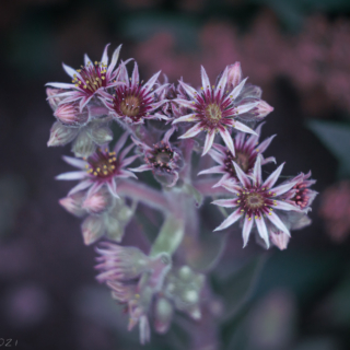 Hen and Chicks