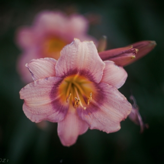 Hemerocallus fulva, daylily