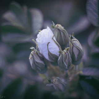 White rosebud