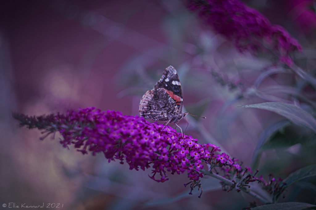 Butterfly bush