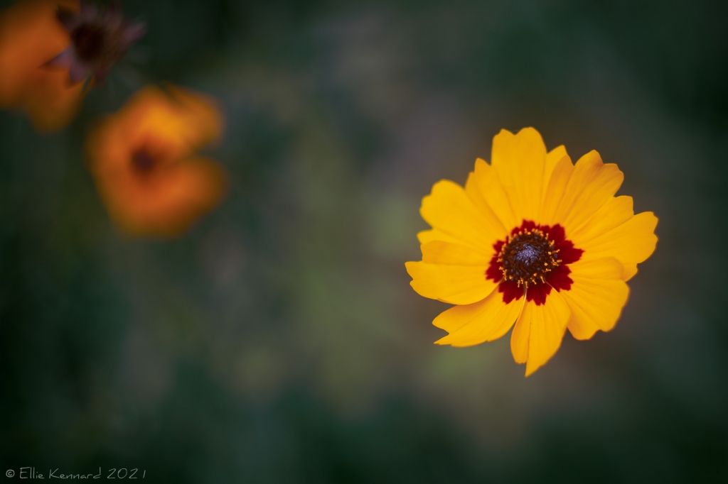 Caliopsis