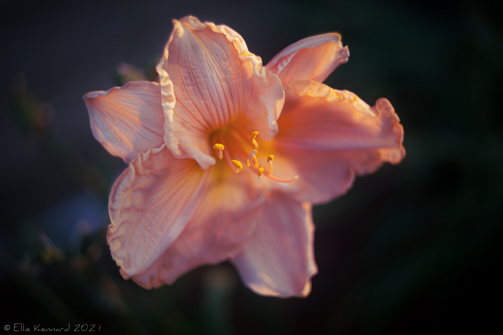 Evening Daylily