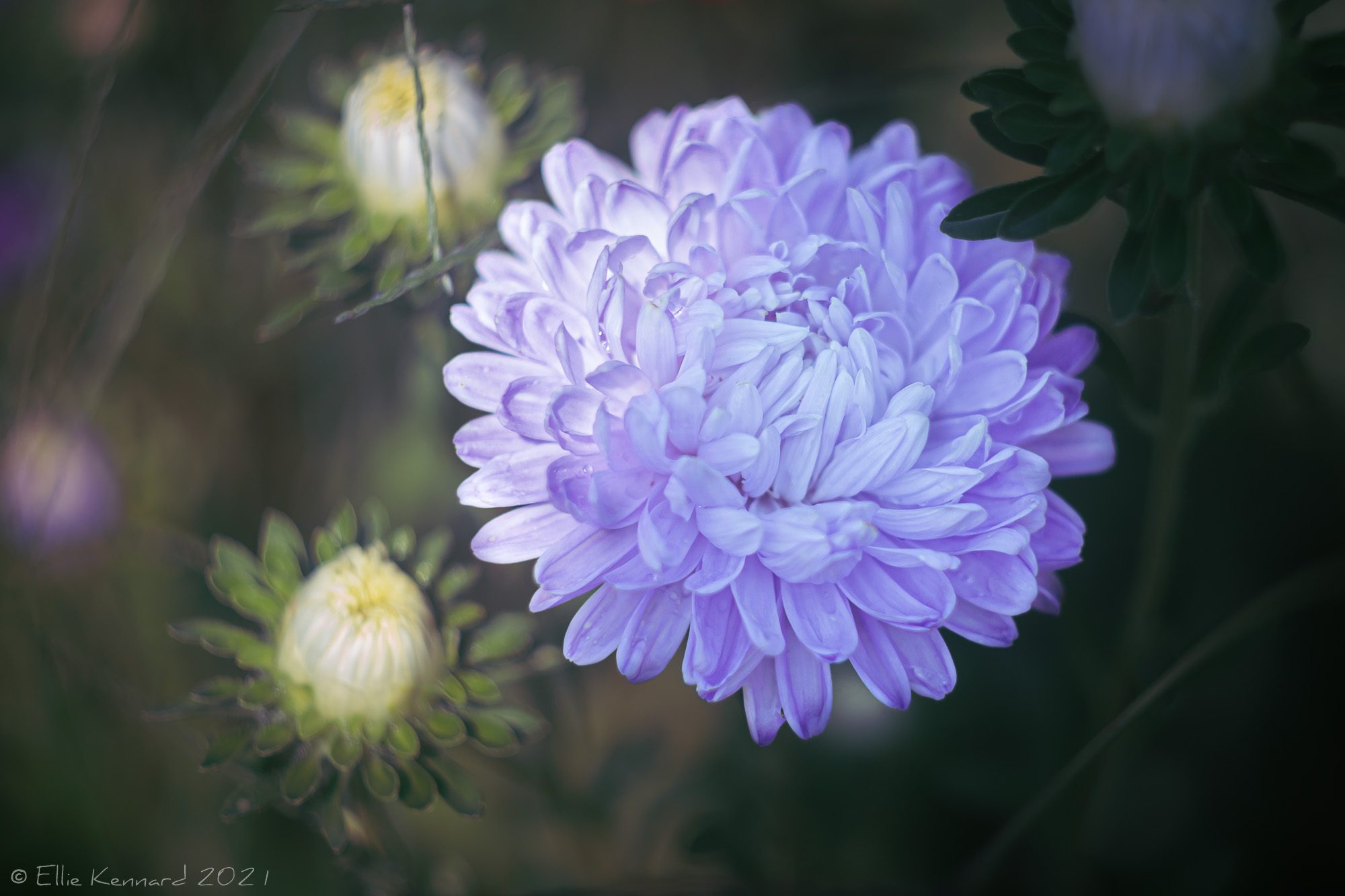 Blue Chinese Aster
