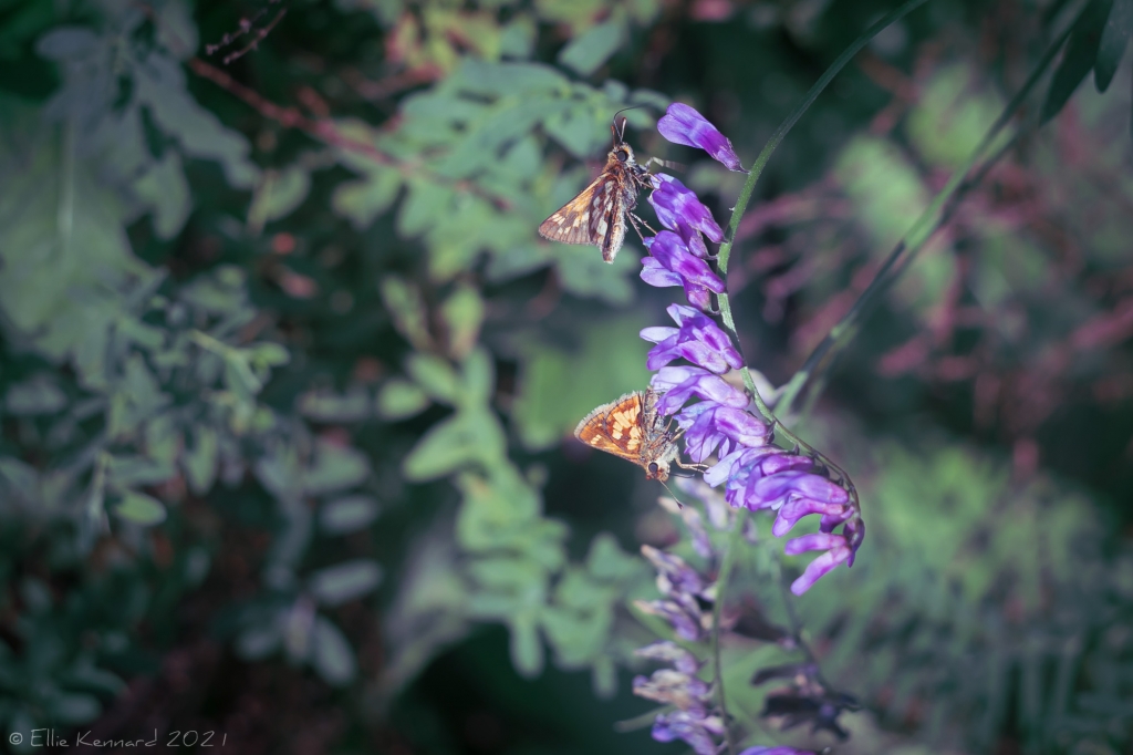 Vetch with moth