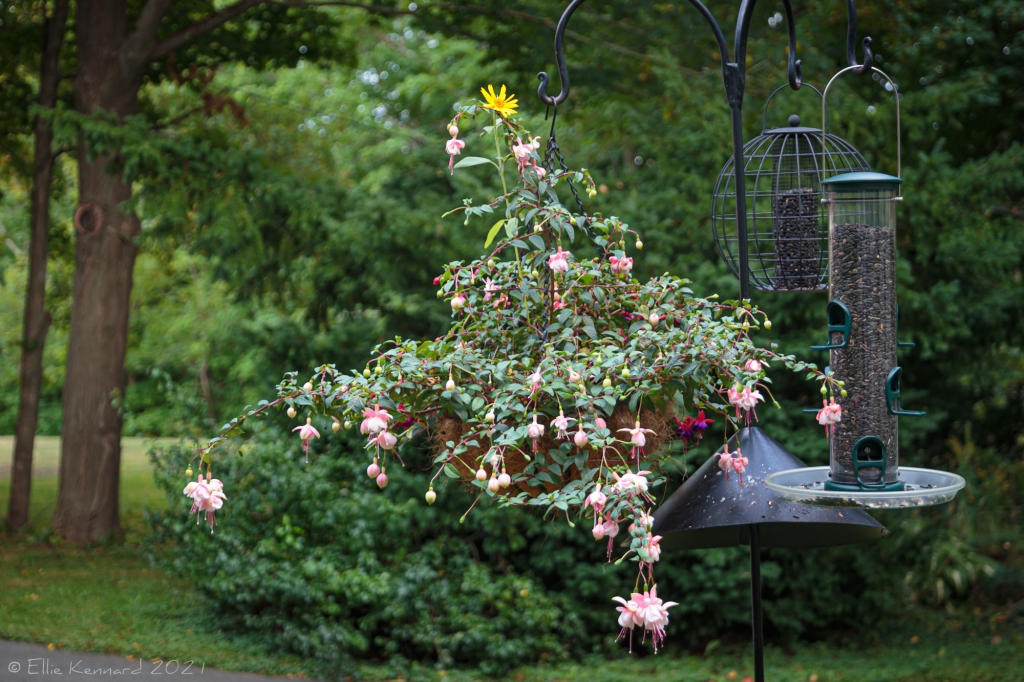 Bird feeder and hanging basket