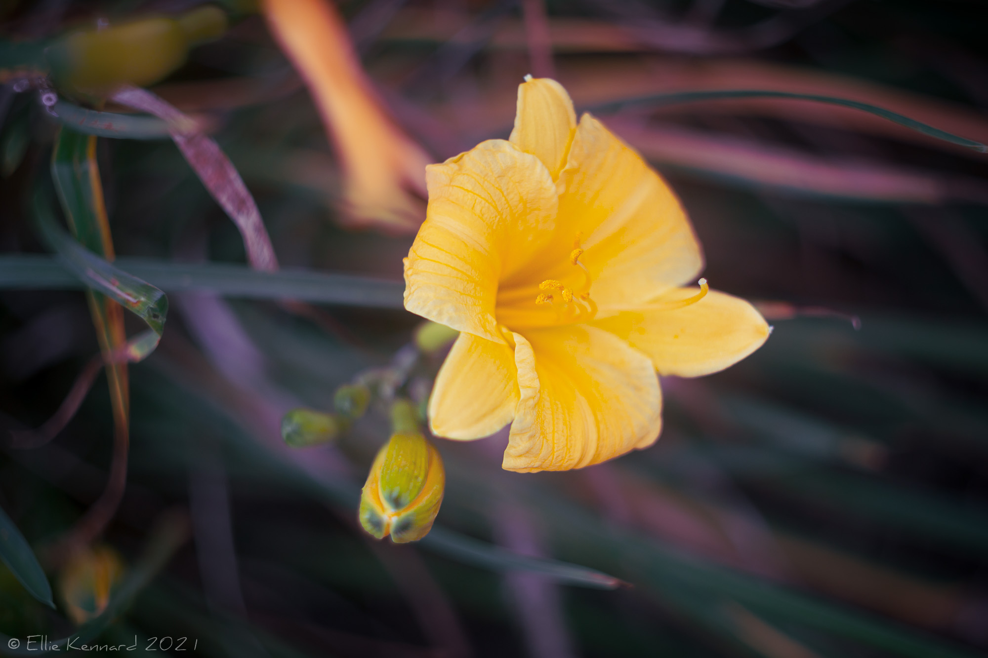Late Golden Daylily