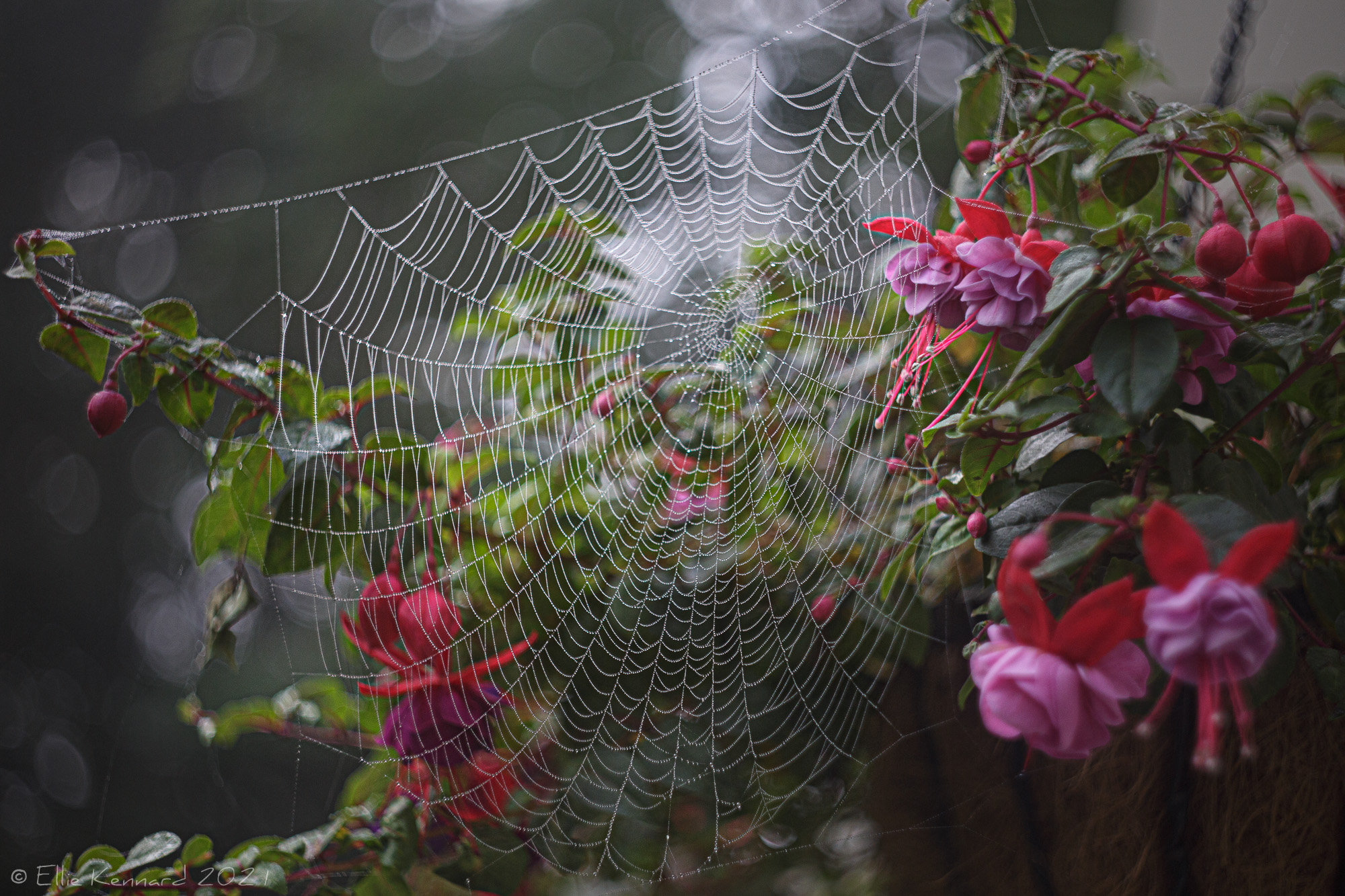 Spider Web and Fuschias