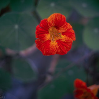 Nasturtium Flower