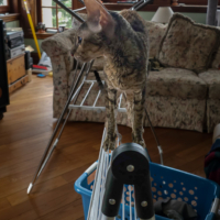 A young tabby cat is perched on thin metal bars on a partly folded laundry rack, looking to our left.  behind is a room with sofa, bright windows,  wood floor and a blue laundry basket. There is also an erected laundry rack whose arms are raised so they almost look like wings on the cat.