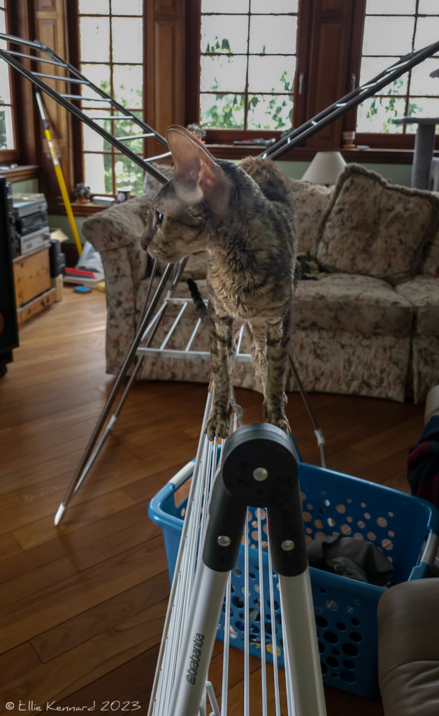 A young tabby cat is perched on thin metal bars on a partly folded laundry rack, looking to our left.  behind is a room with sofa, bright windows,  wood floor and a blue laundry basket. There is also an erected laundry rack whose arms are raised so they almost look like wings on the cat.