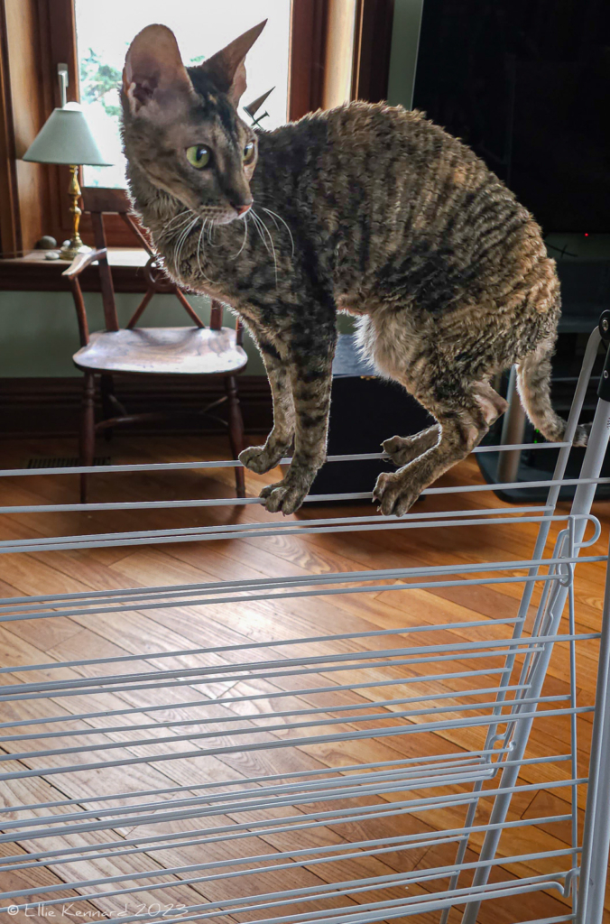 A young curly coated tabby cat with long white whiskers is perched precariously on top of a thin coated laundry hanging rack, which is only partly open. She is sideways on to us along the rack, looking to our right.  Behind her is a bright window, table lamp, and wooden chair.
