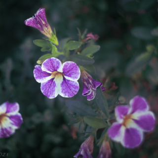 Purple and white petunias