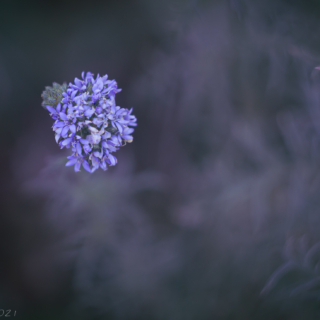 Blue Thimbleflower