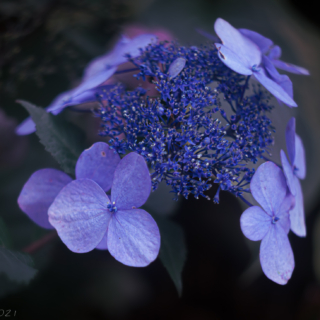 Bluebird Hydrangea