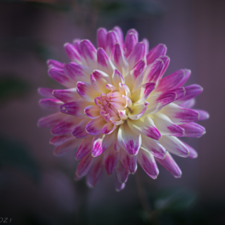 Pink tipped dahlia