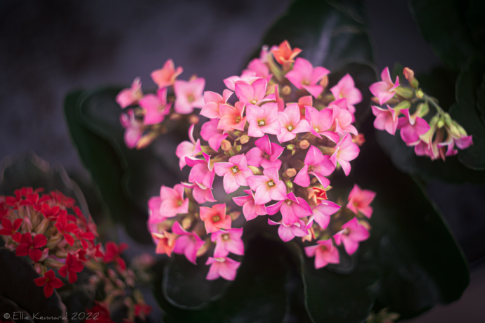 Pink and Red Kalanchoe