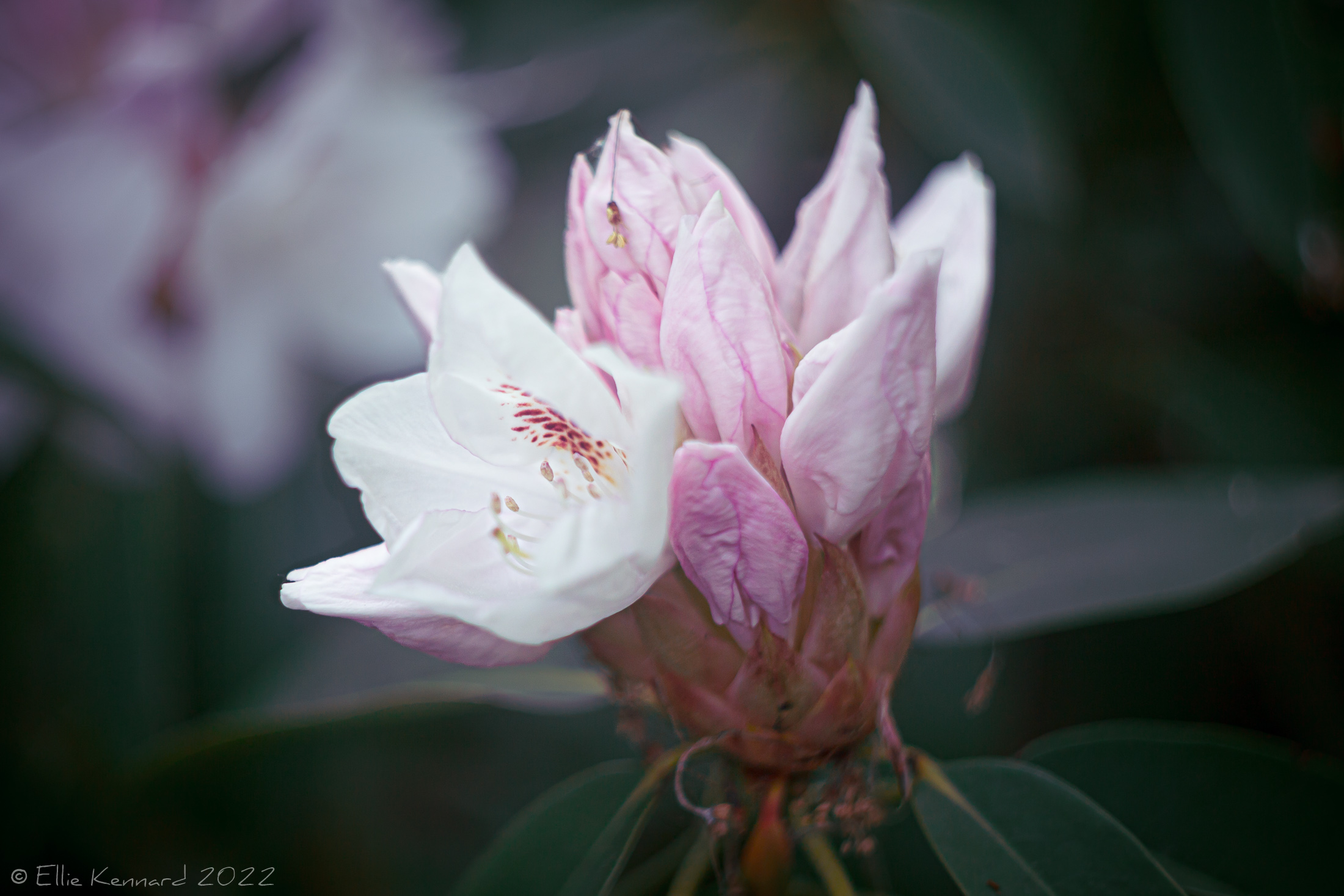 Rhododendron early flower