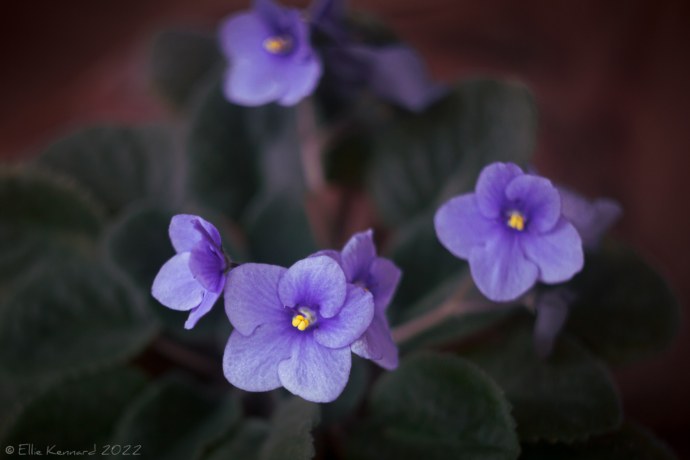 Violet African Violets