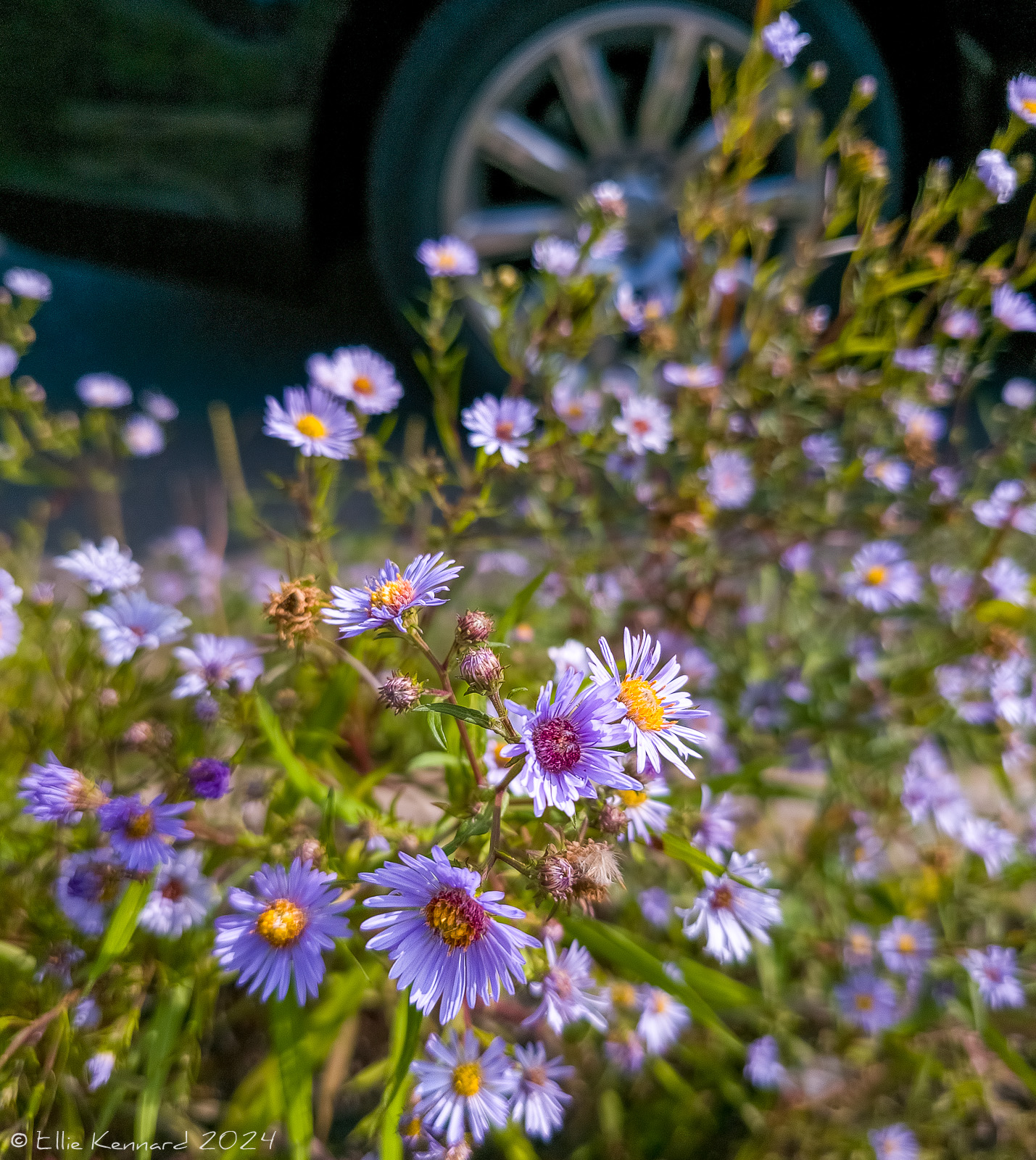 Several pale mauve, pink and white asters are in the forefront of the photo, with out-of-focus ones behind. In the background is the wheel of a parked car.