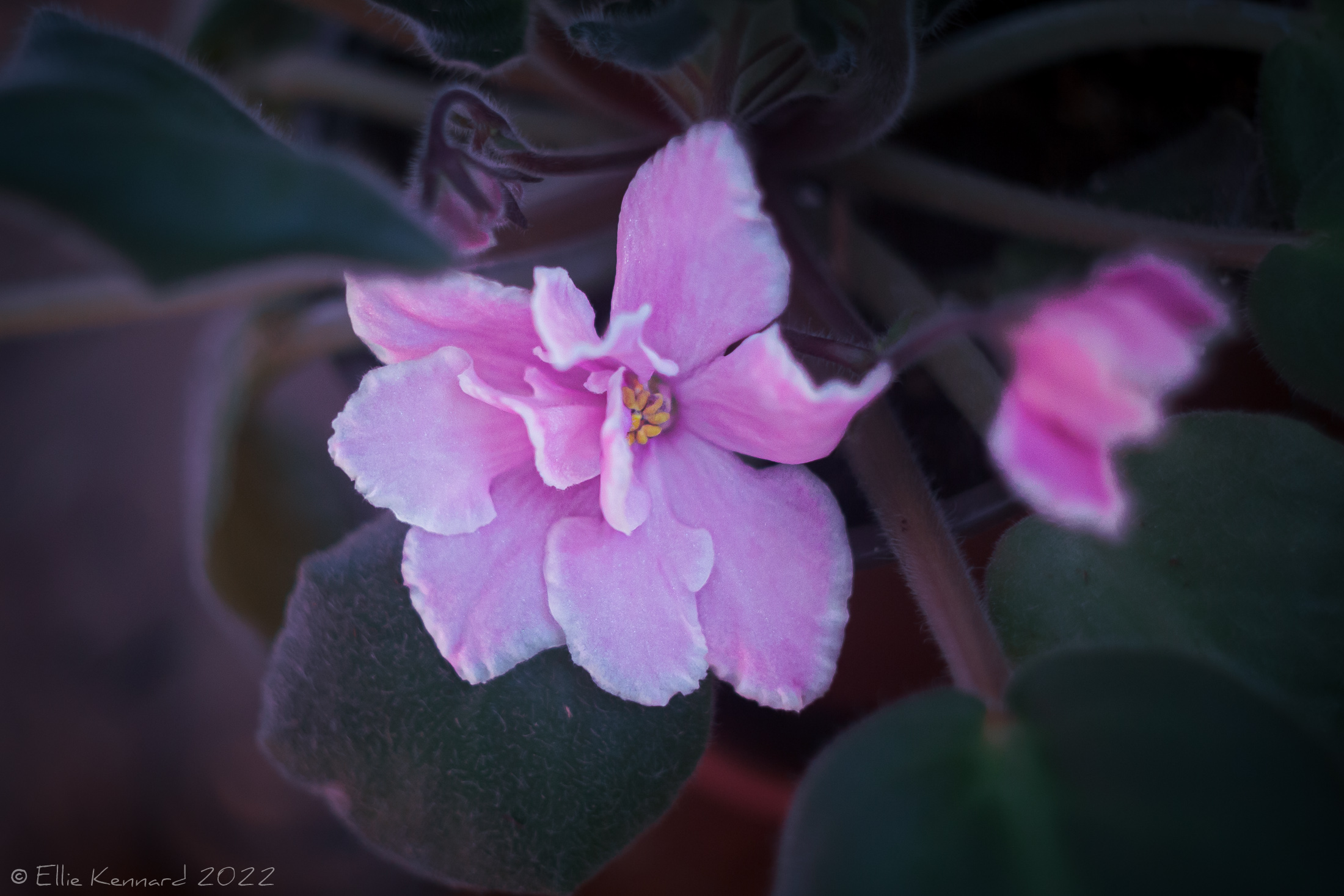 Pink Frilled African Violet View 2
