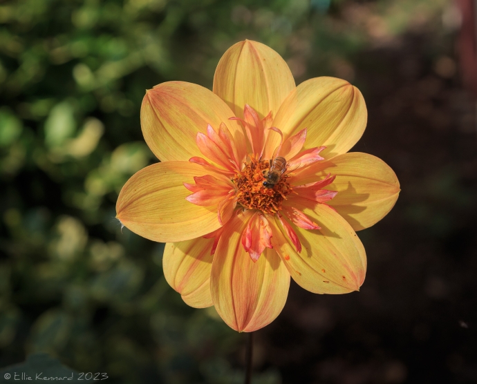 A pinky yellow collarette dahlia with spikey pink inner pettals surround an orange centre. In this centre with its head buried, drinking the nectar. The background is a dark green with light spots.