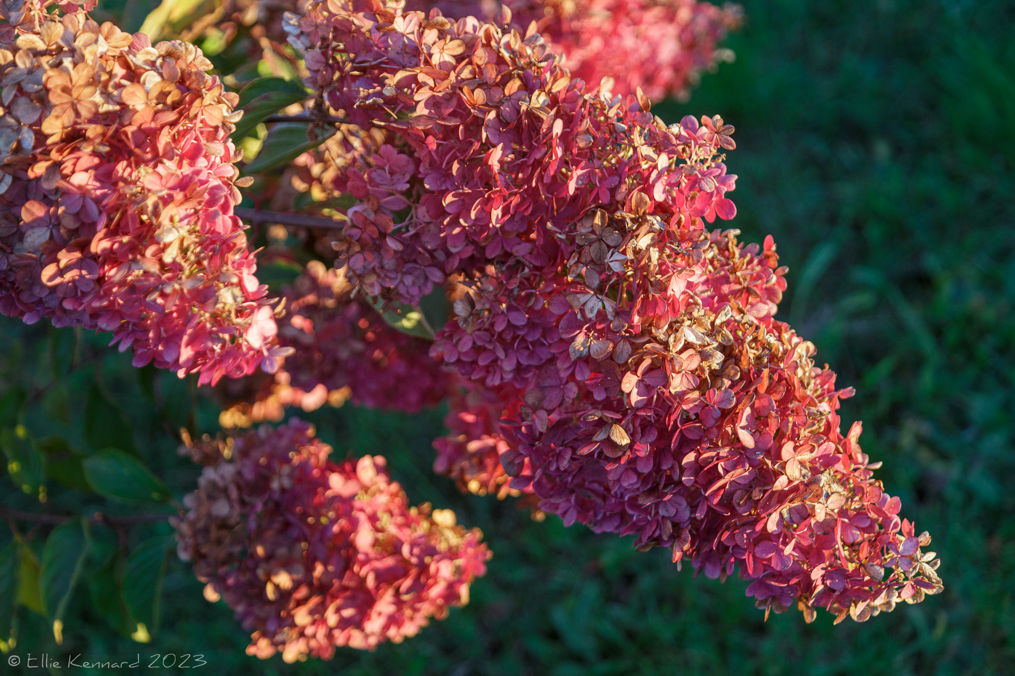 Dark pink and white hydrangea blooms hang from top left to lower right, lit from the right by a warm evening sun against a dark green background.