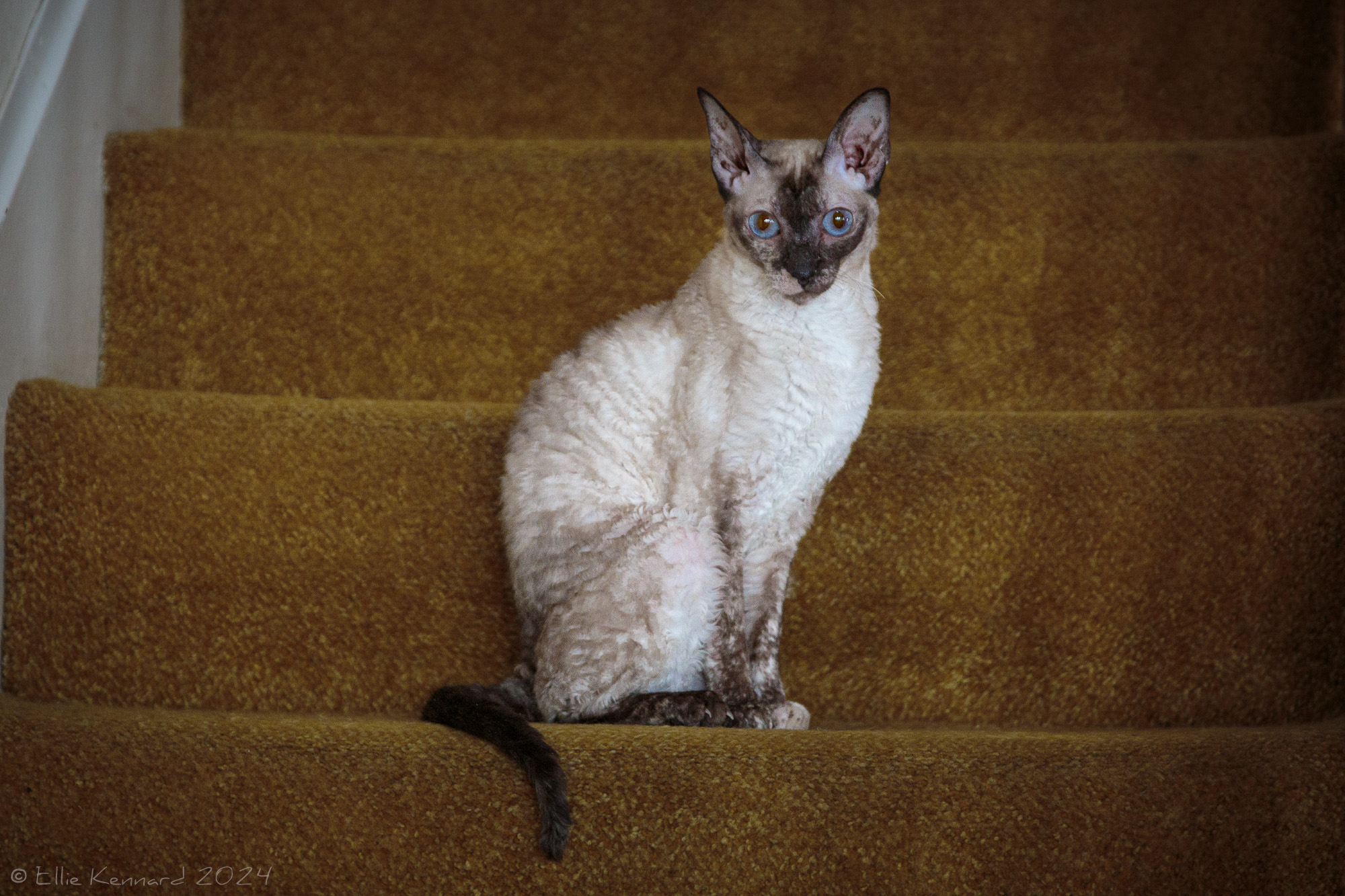 A curly coated tortie siamese marked cat with cream, brown and black fur and blue eyes is sitting on a carpetted stair looking directly at the camera. Her tail is curved over the edge of the stair.