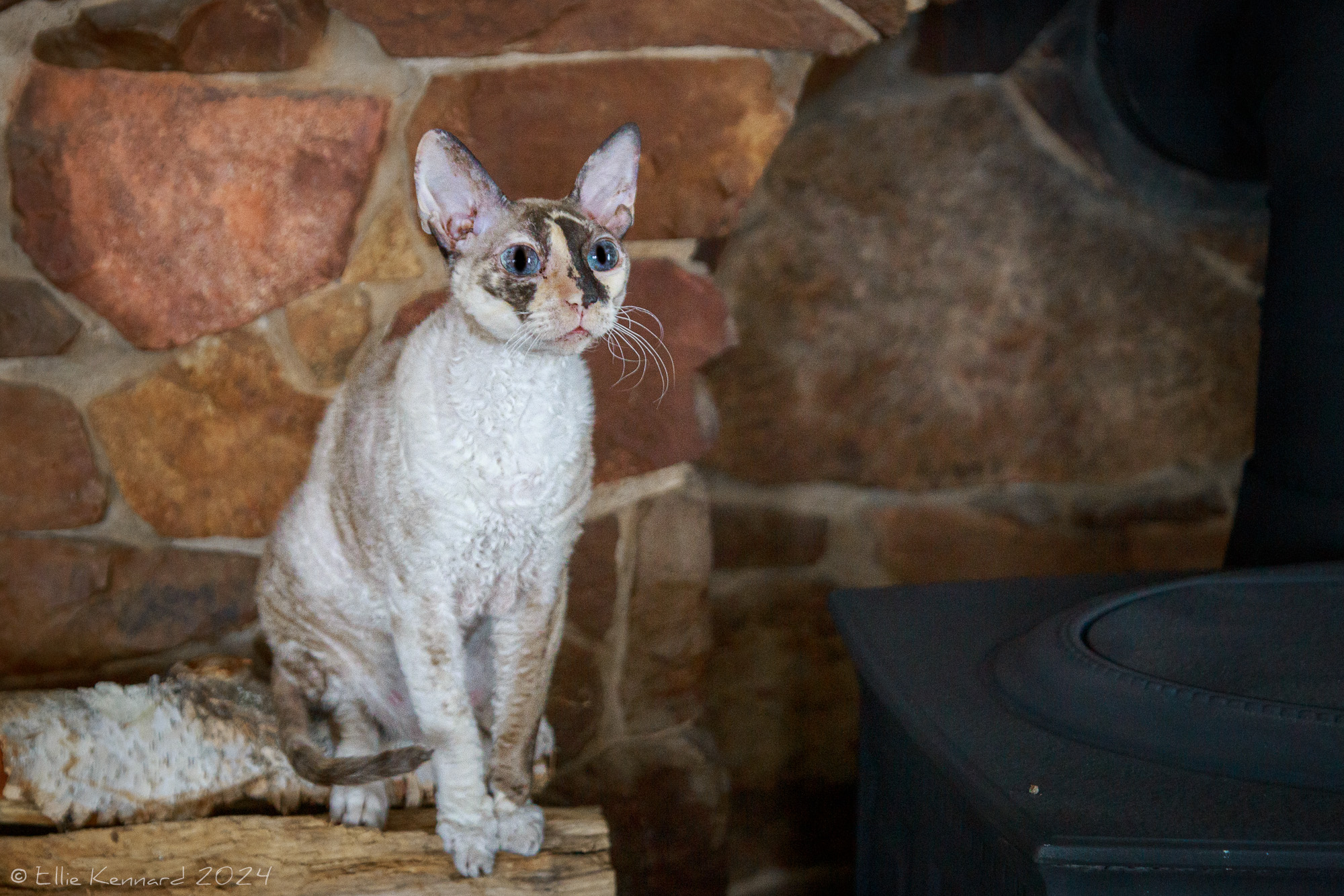 A cat with short, curly white, tan and black hair is sitting on the top of a pile of wood next to a black cast iron wood stove top. Behind her is a red stone wall. Her eyes are sapphire blue and her face is half white and half black with very white long whiskers and a little pink mouth.