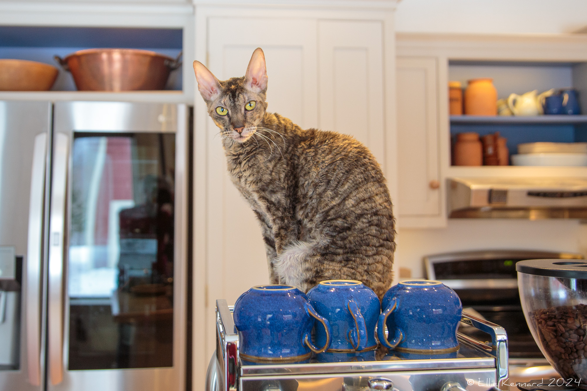A brown, cream and black tabby cat with curly hair and big ears is sitting on a coffee machine behind 3 blue coffee mugs that are upside down to wrarm. She is looking directly at the camera with her yellow eyes. Cupboards, shelves and a fridge are behind her, with kitchen paraphenalia.